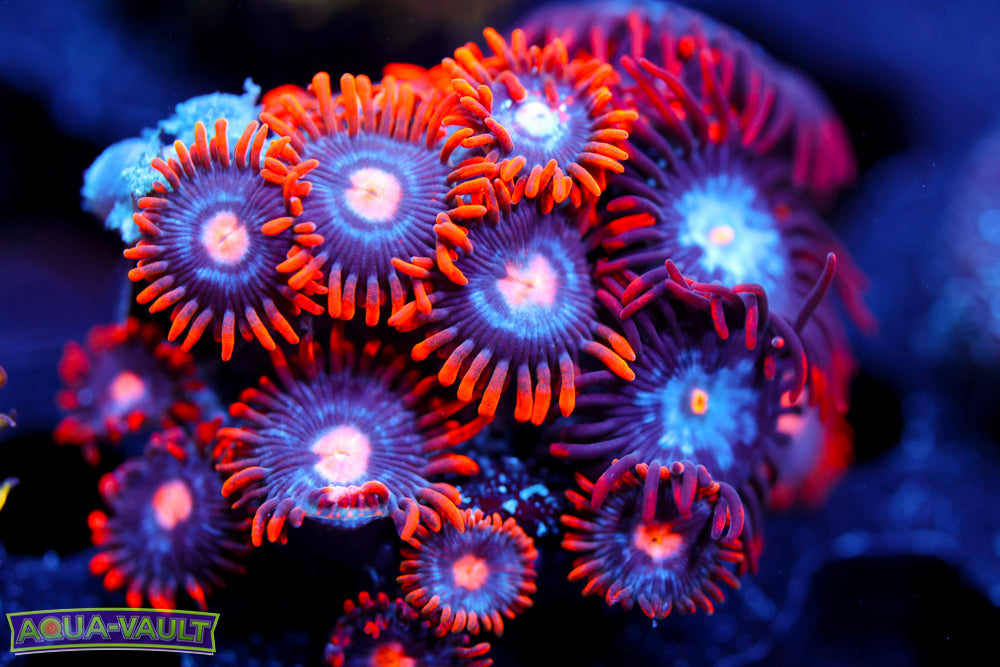 Snitches Zoa 3