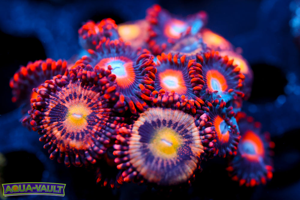 Snitches + JF Crybaby Zoa 2