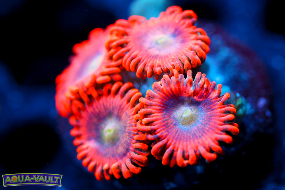 Lunar Eclipse Zoa 6
