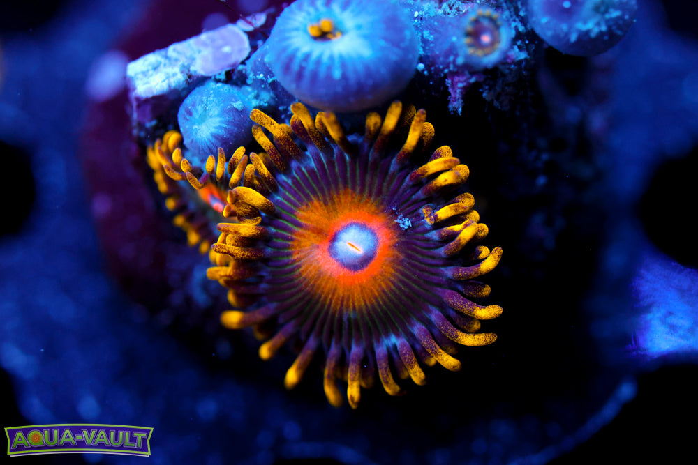 Eagle Eyes Zoa 3
