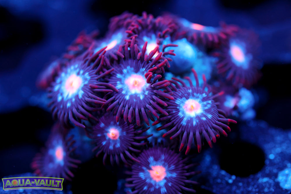 Mystique Zoa 1