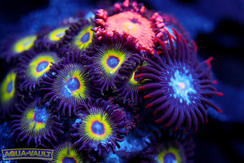 Bob Marley + JF Crybaby + Mystique Zoa