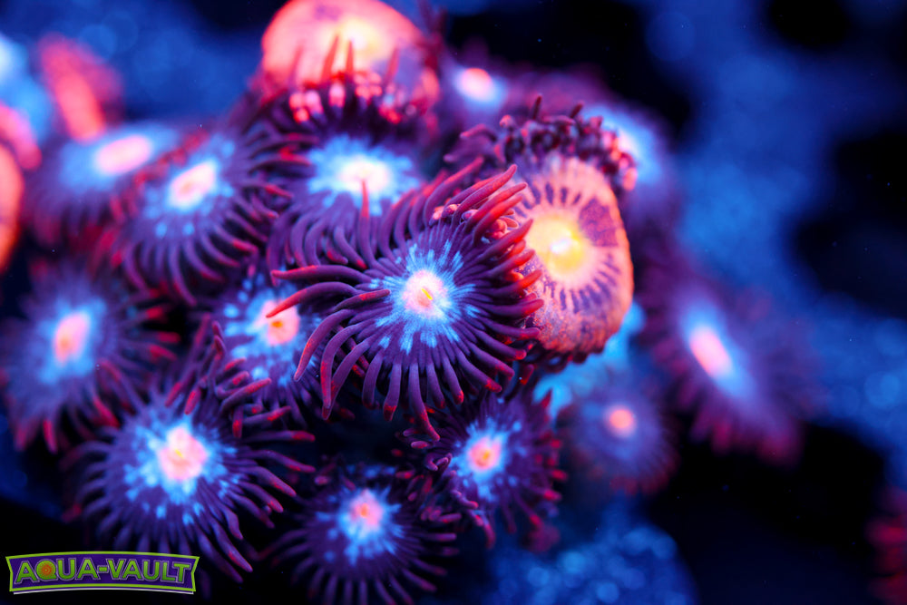 Mystique + JF Crybaby Zoa 1