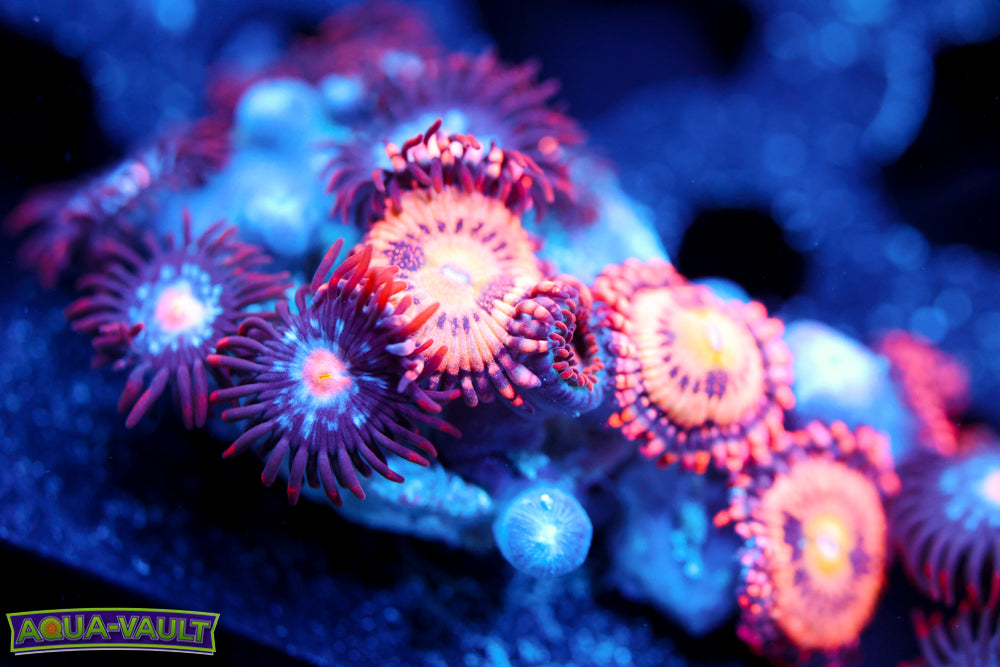 Mystique + JF Crybaby Zoa 2