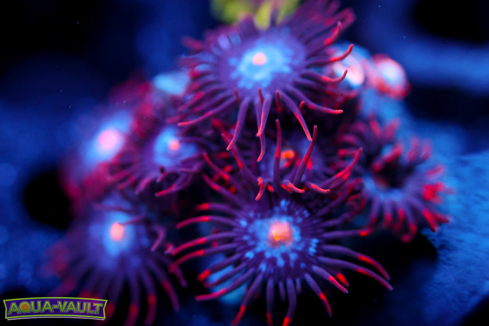 Mystique Zoa 2