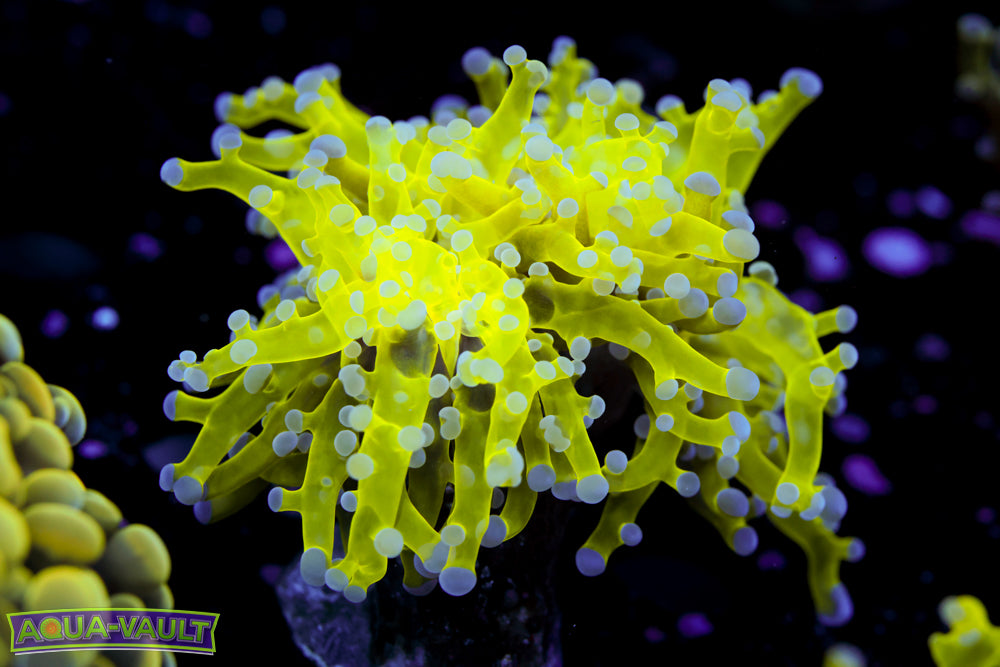 Purple Tip Frogspawn 2