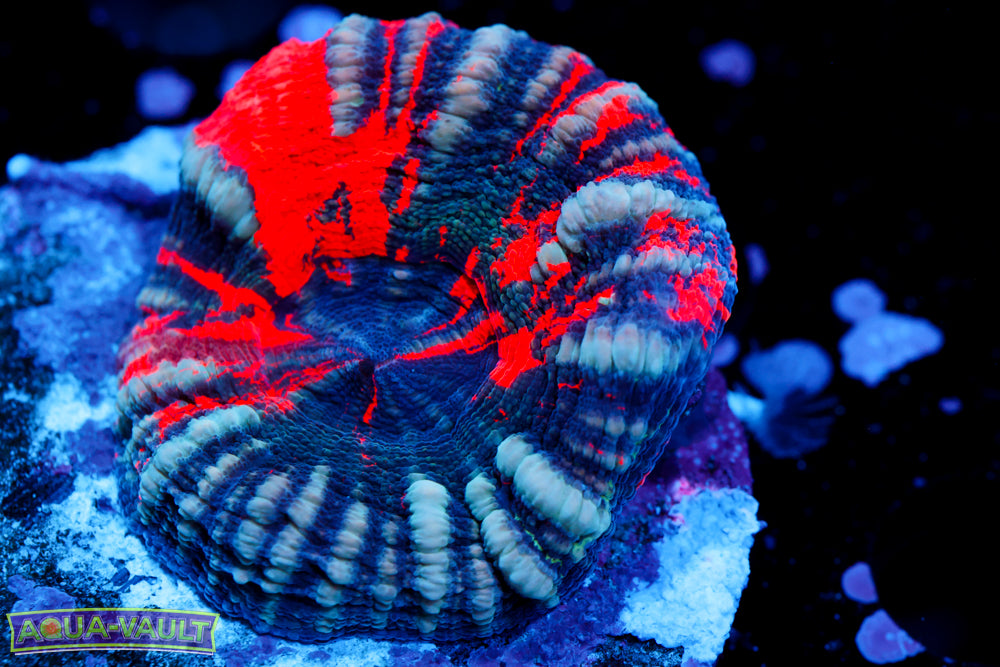 War Paint Scoly (Aquacultured) 2