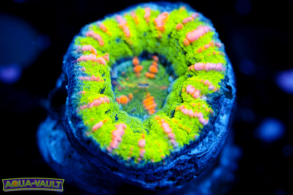 Baby Bop Button Scoly 1