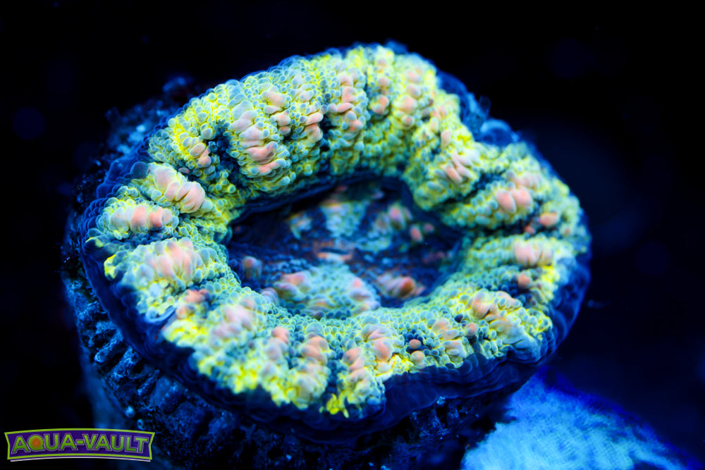 Ellone Button Scoly 2