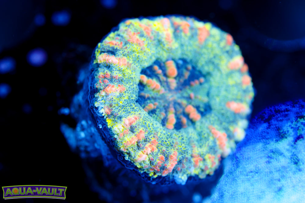 Ellone Button Scoly 3