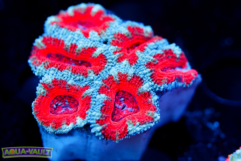 Candy Cane Acan 2