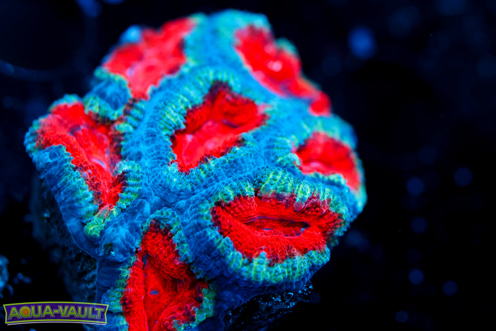 Candy Cane Acan 4
