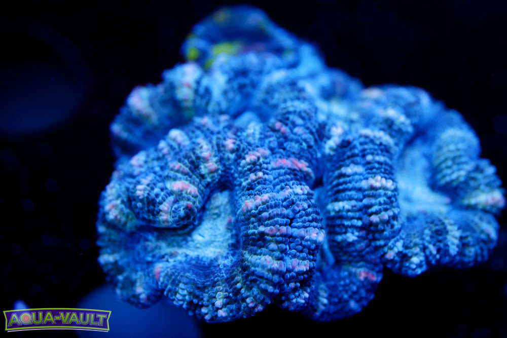 Baby Blue Acan