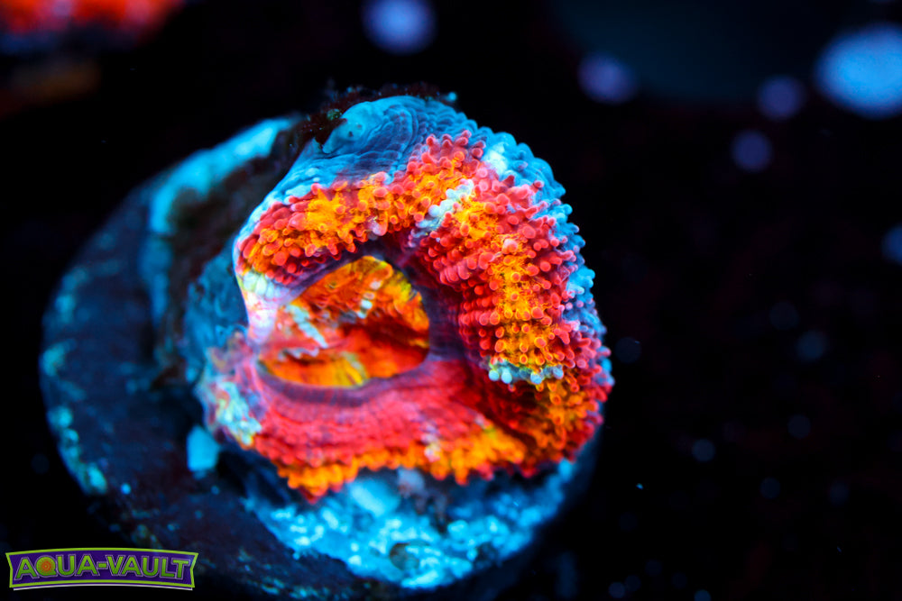 Twisted Tea Rainbow Acan