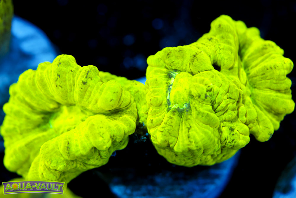 Kryptonite Candy Cane Coral 2