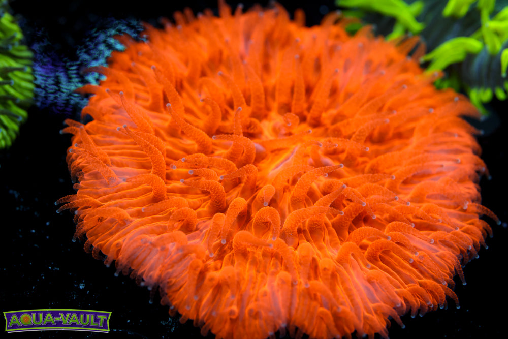 Sunkist Plate 2