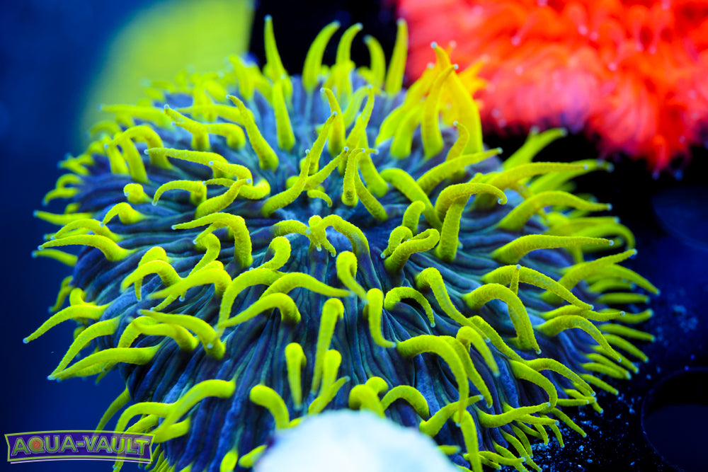 Green Tentacle Plate