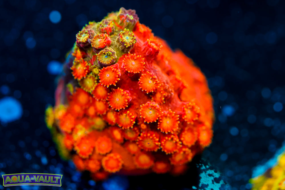 Circuit Breaker Cyphastrea 1