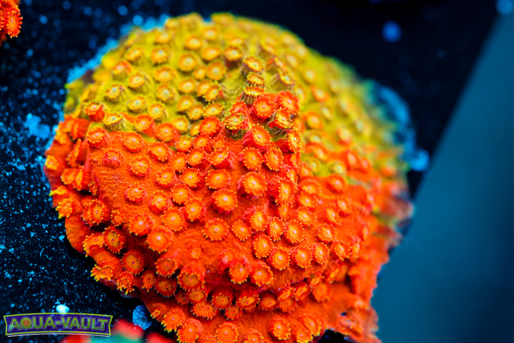 Circuit Breaker Cyphastrea XL Plate