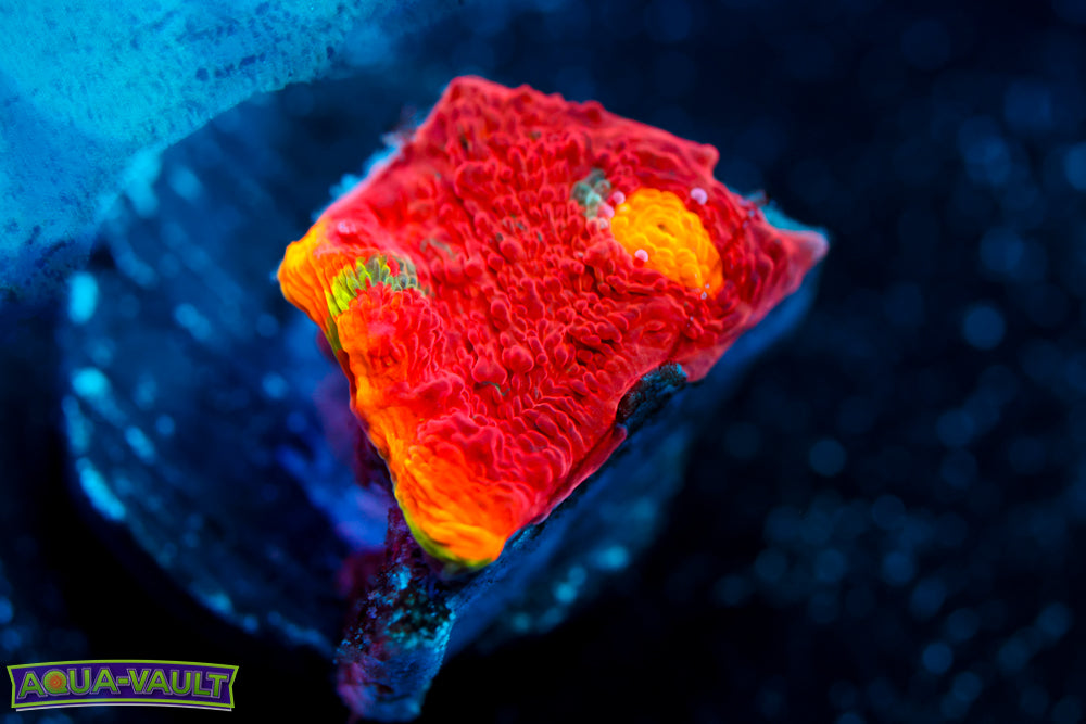 CB Flaming Bugatti Chalice 1