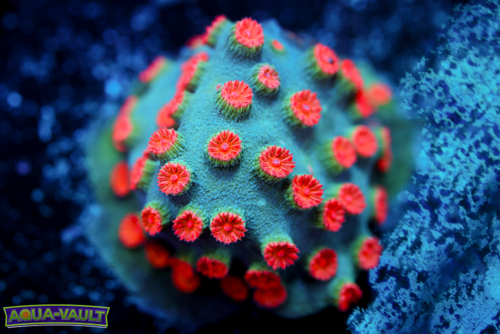 Meteor Shower Cyphastrea 1