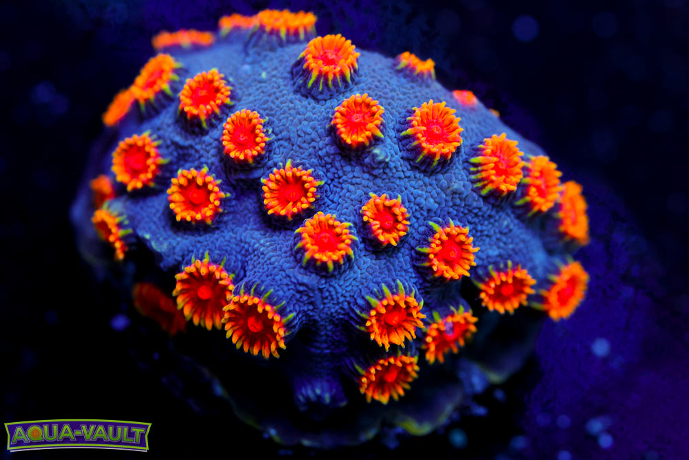 Bizarro Cyphastrea 2