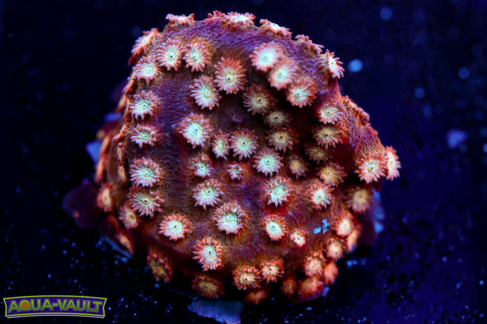 Marvel Cyphastrea 2