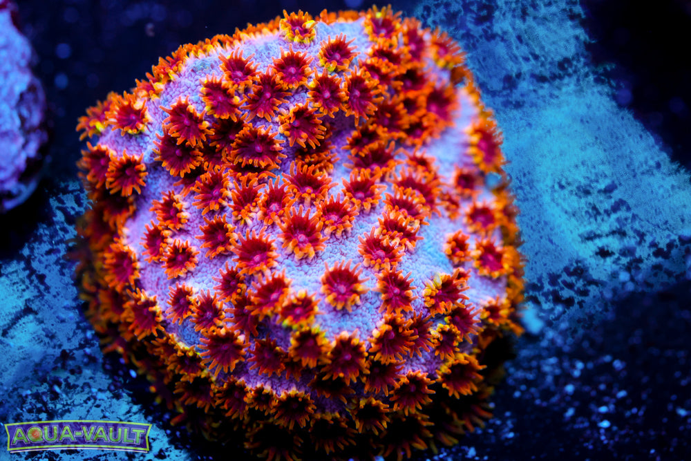 Skittles Bomb Cyphsatrea 2