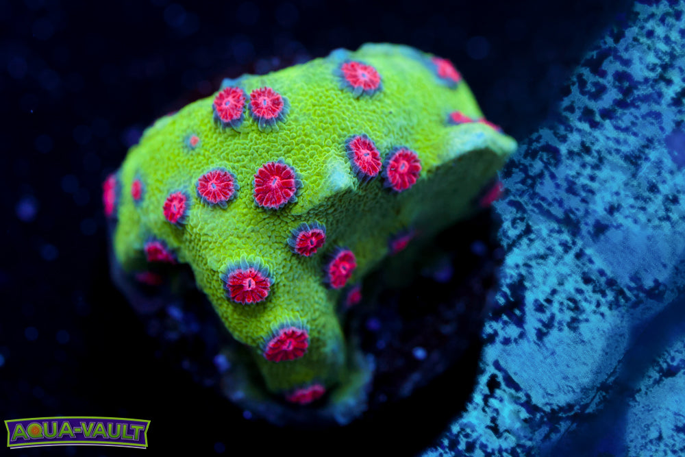 Alien Pox Cyphastrea 1