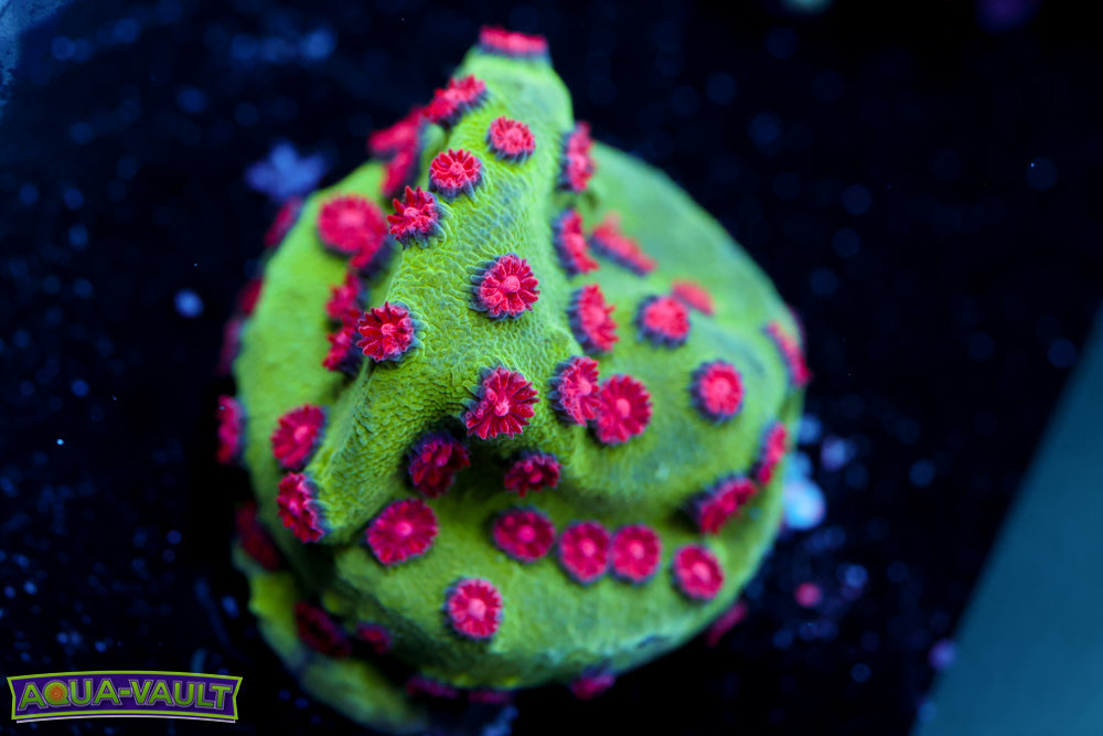 Alien Pox Cyphastrea 2