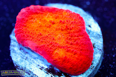 ARC Ludicrous Chalice