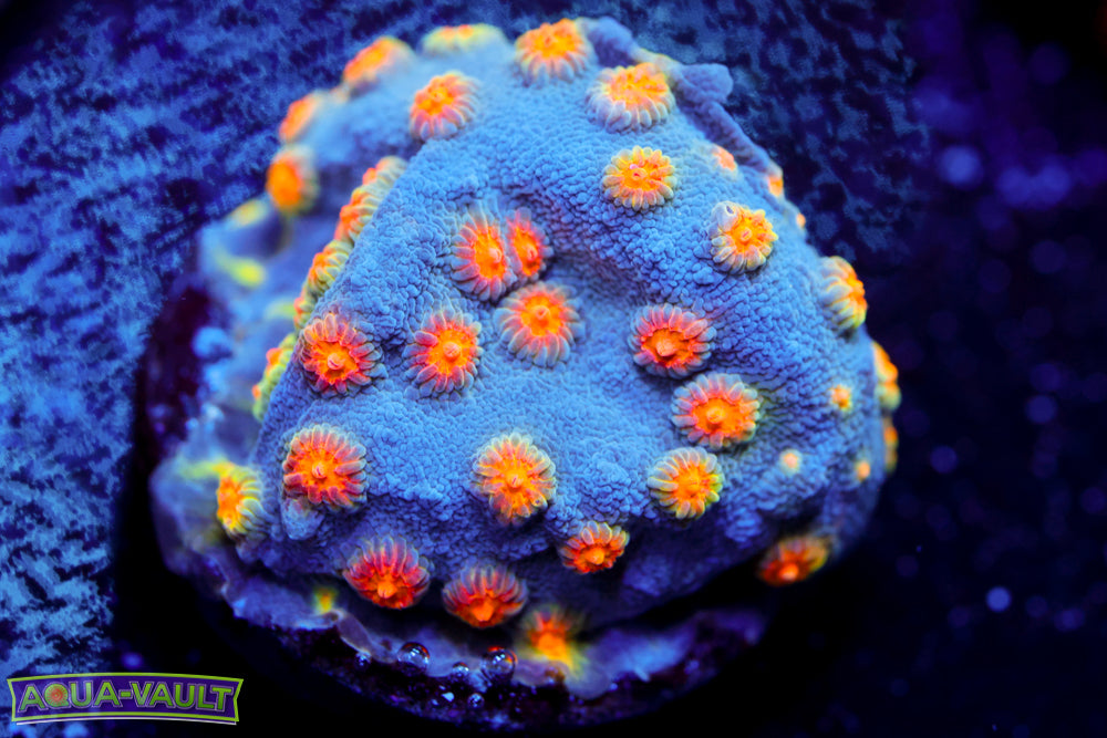 Party Crasher Cyphastrea 1