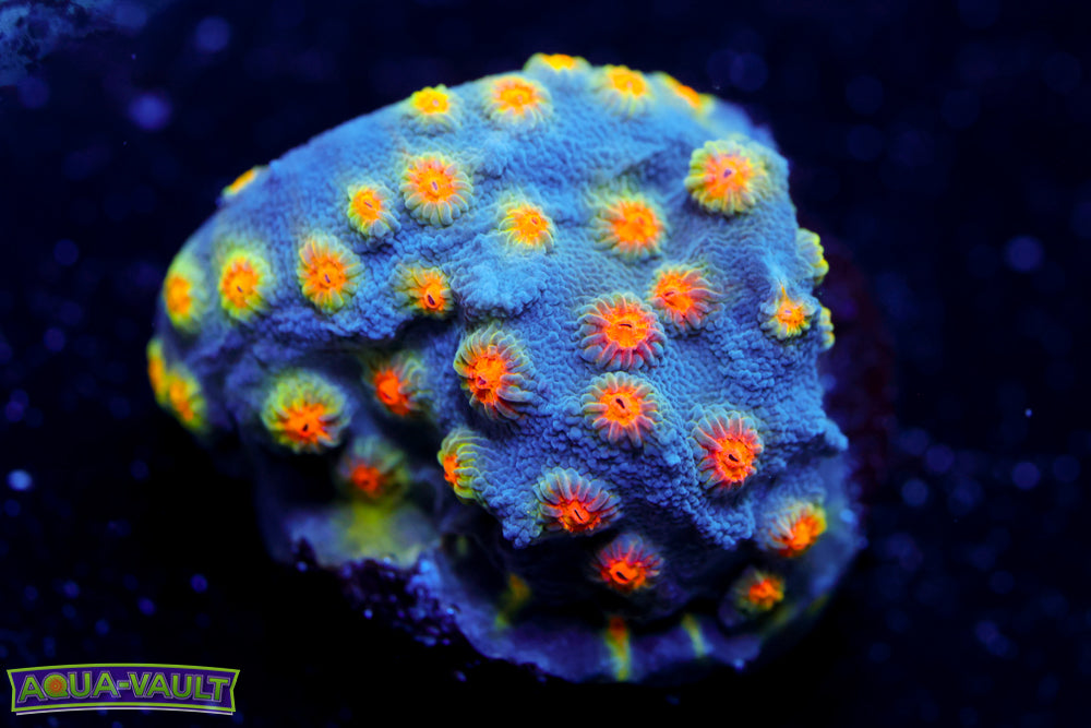 Party Crasher Cyphastrea 2