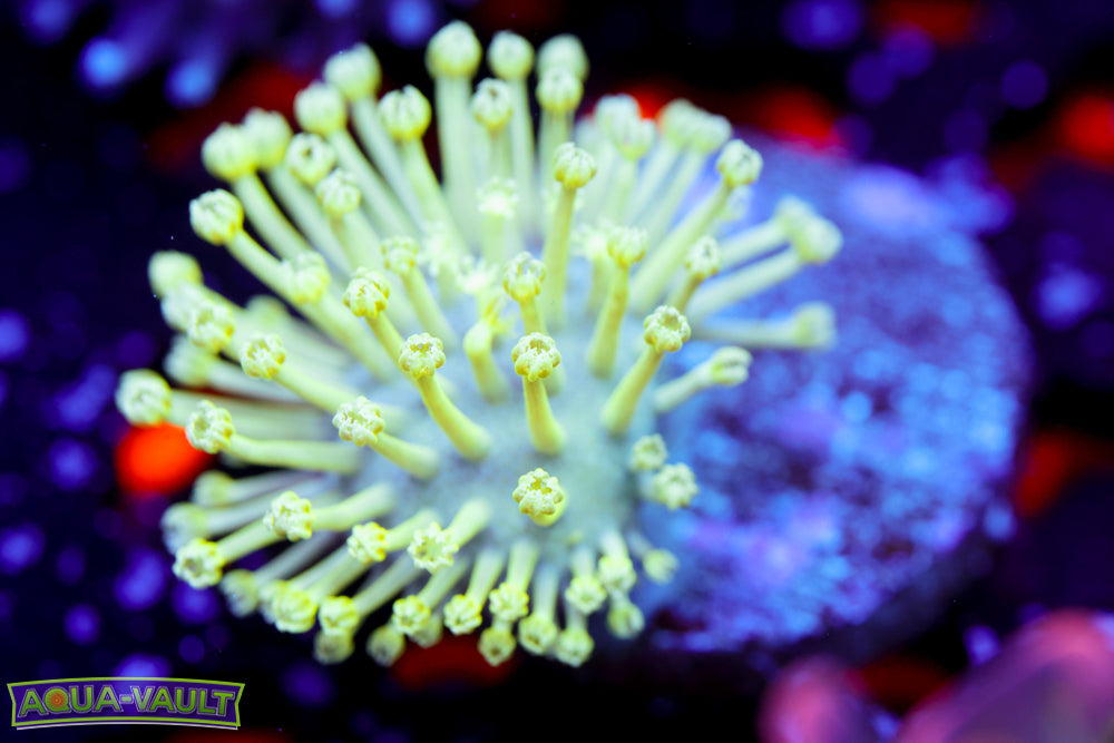 Glow Worm Toadstool Leather