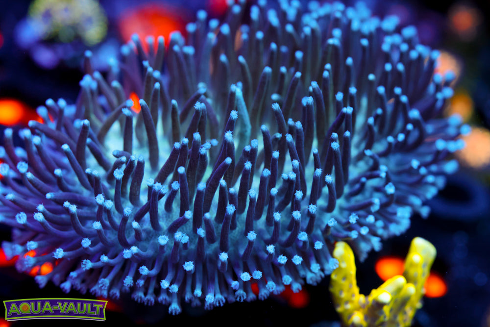 Toadstool Leather XL 3"+