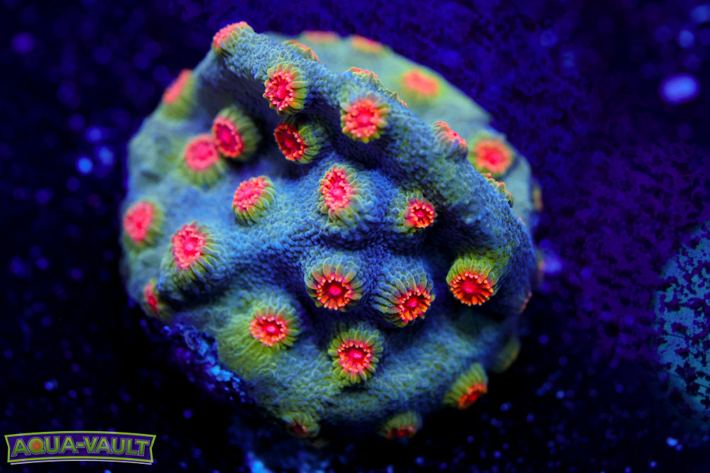 ECC Candy Land Cyphastrea 2