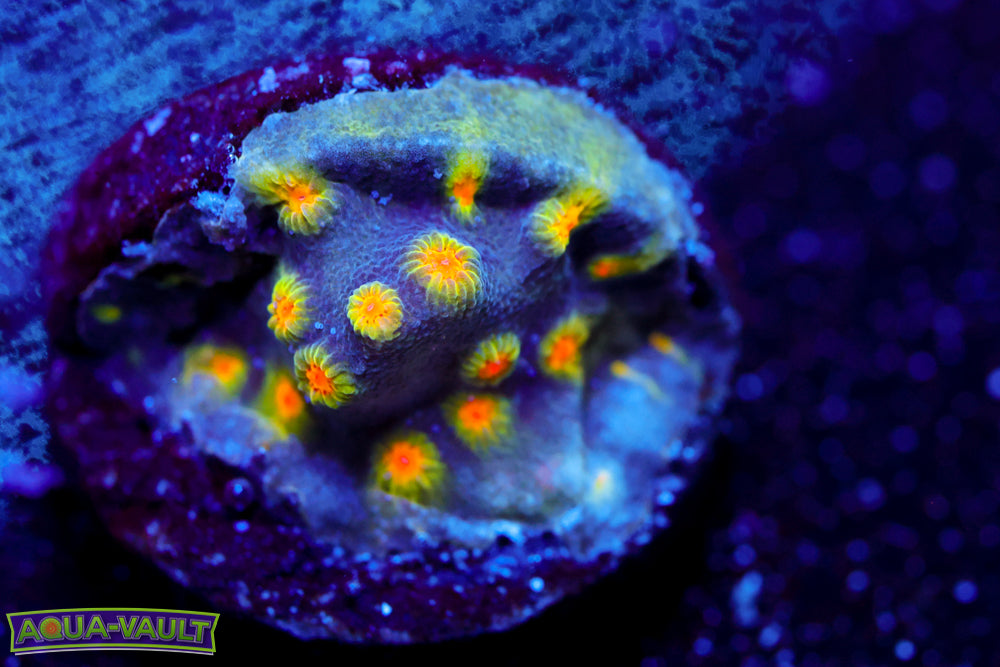 Buzz Lightyear Cyphastrea 2