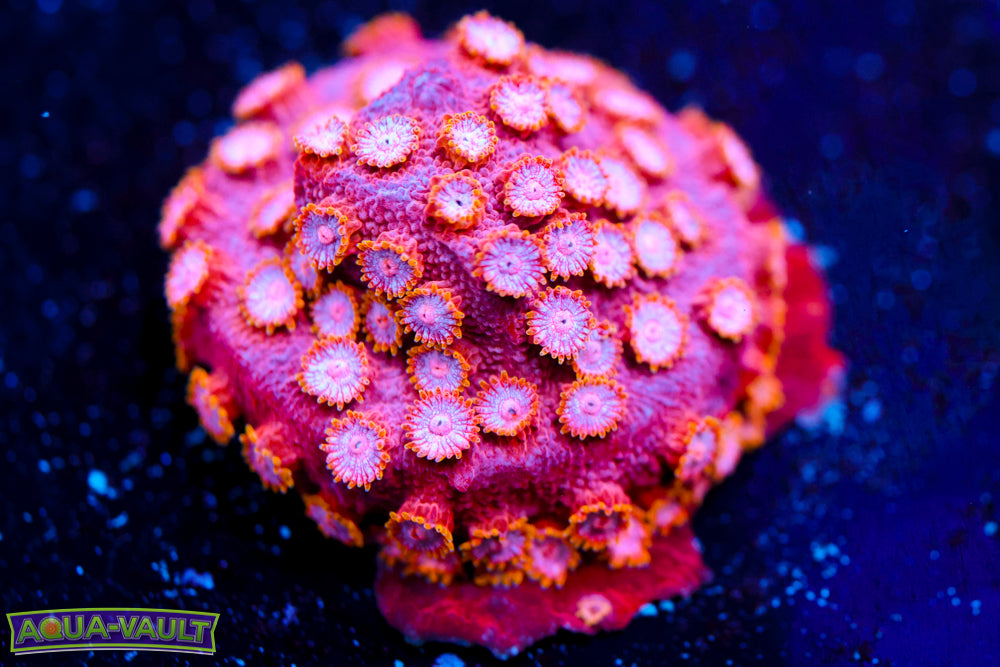 Strawberry Cyphastrea 1