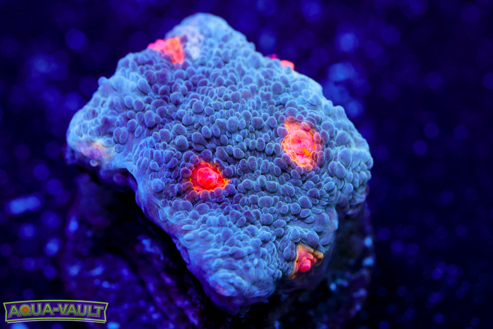 Miami Hurricane Chalice 1