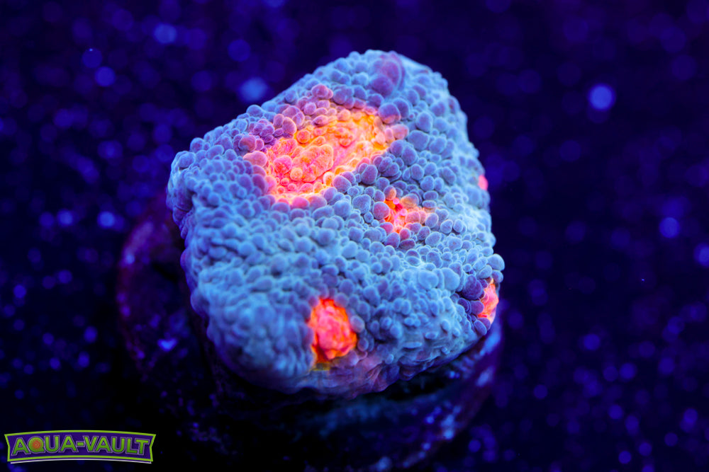 Miami Hurricane Chalice 2