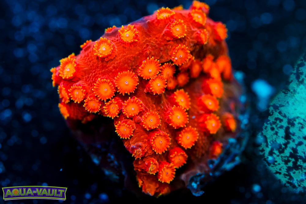 Spitfire Cyphastrea 1