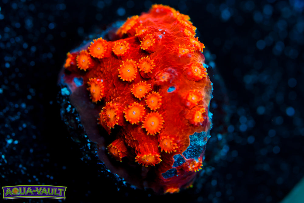 Spitfire Cyphastrea 2