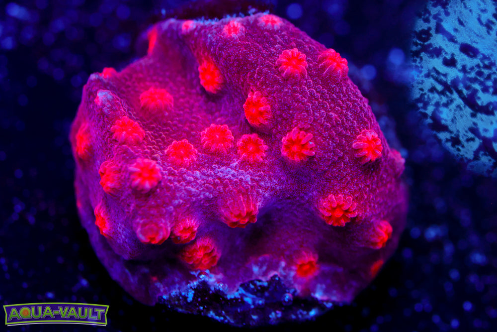 Cotton Candy Branching Cyphastrea 1