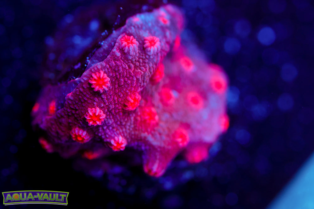 Cotton Candy Branching Cyphastrea 2