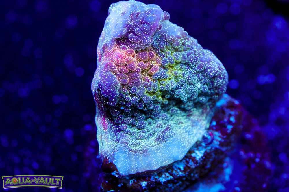 Electric Pop Chalice 2