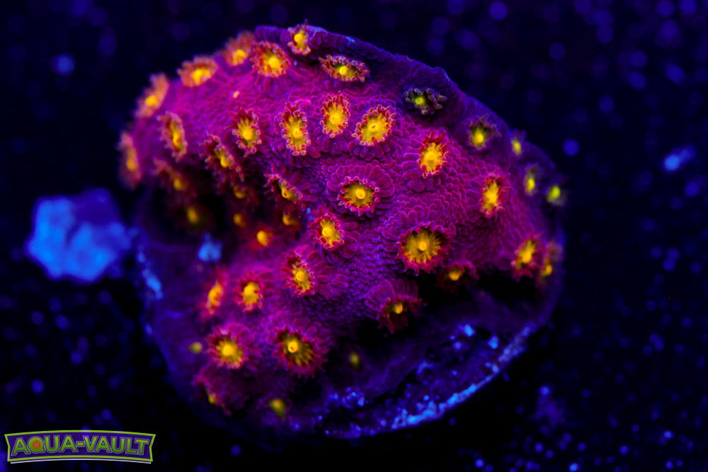 Bling Bling Cyphastrea 3