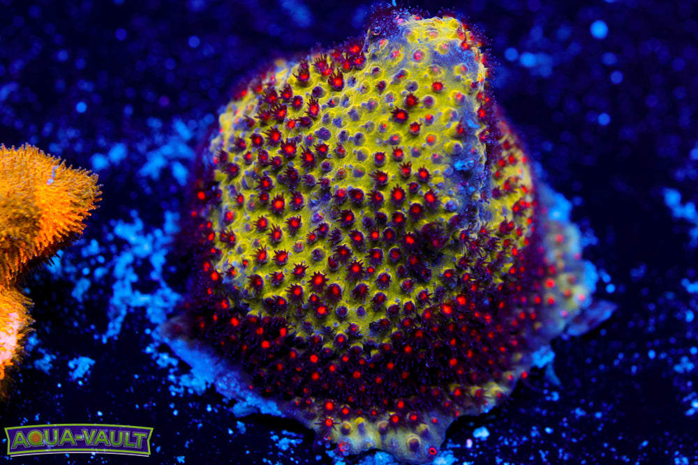 JF Sunset Stylocoeniella 2