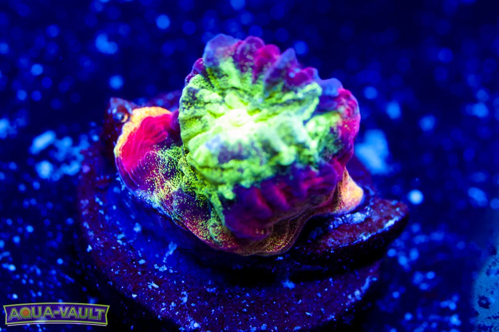 JF Psycho Rim Favia 1