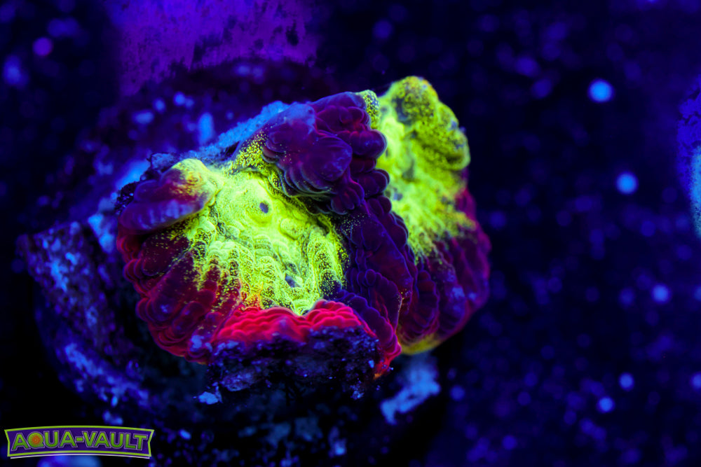 JF Psycho Rim Favia 2