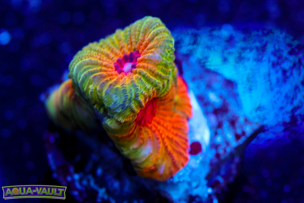 Fascination Favia 1